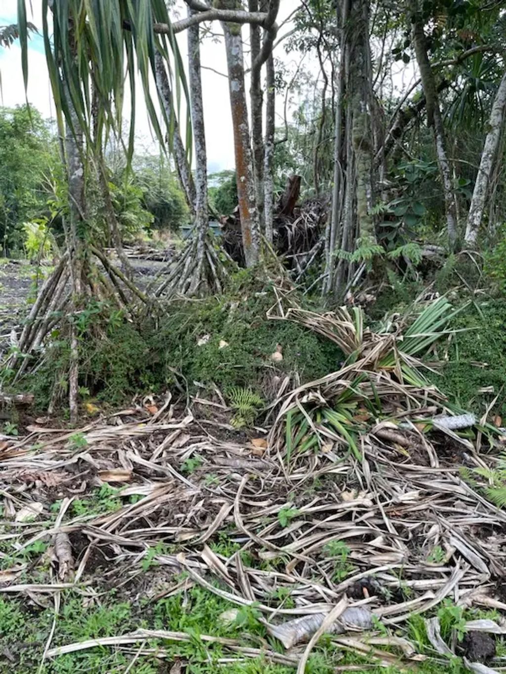 Ono St, Pahoa