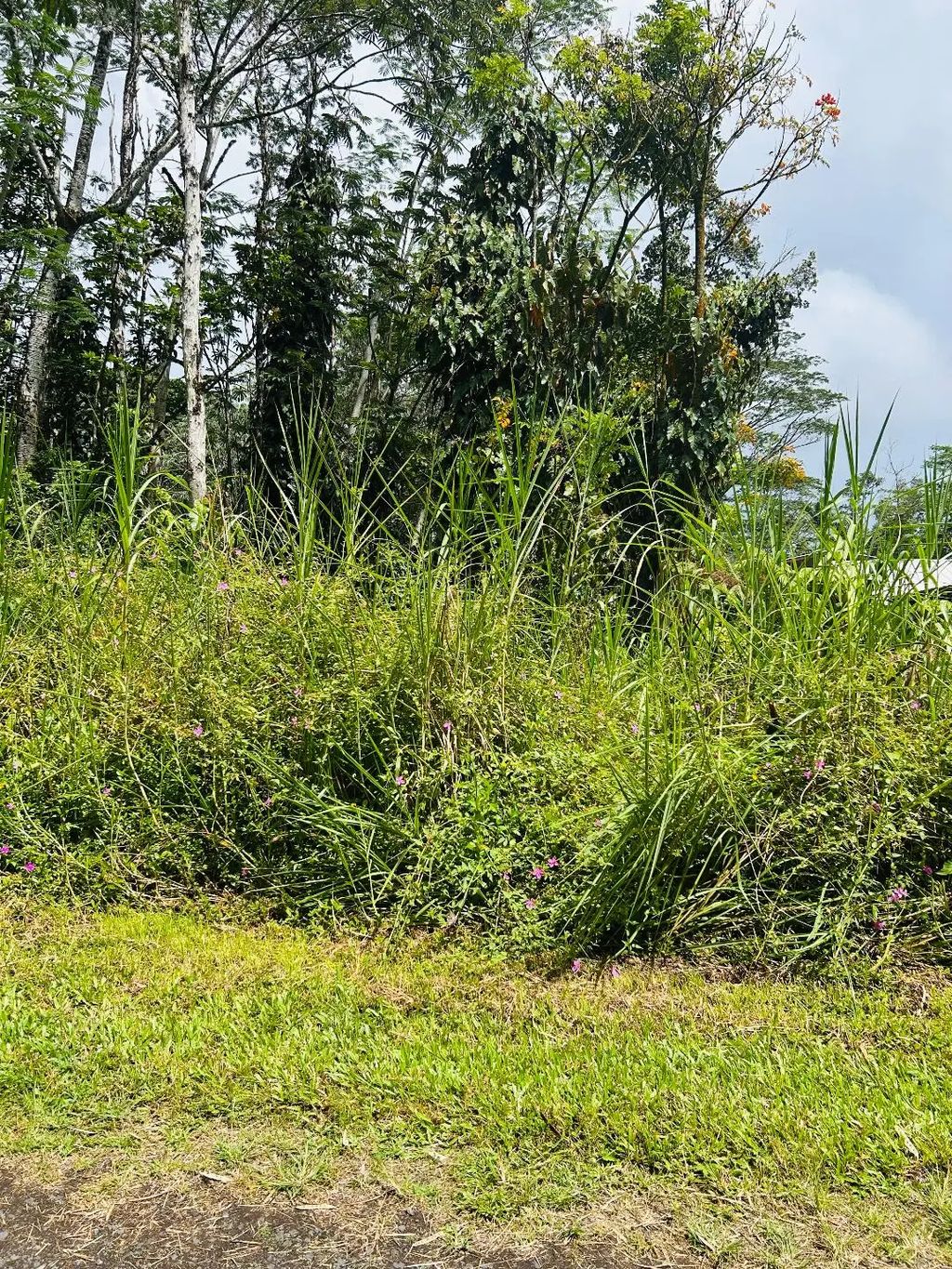 Niihau Rd, Pahoa
