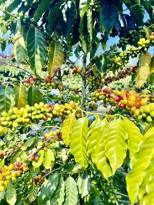 Road 4 (io Kea), Mountain View