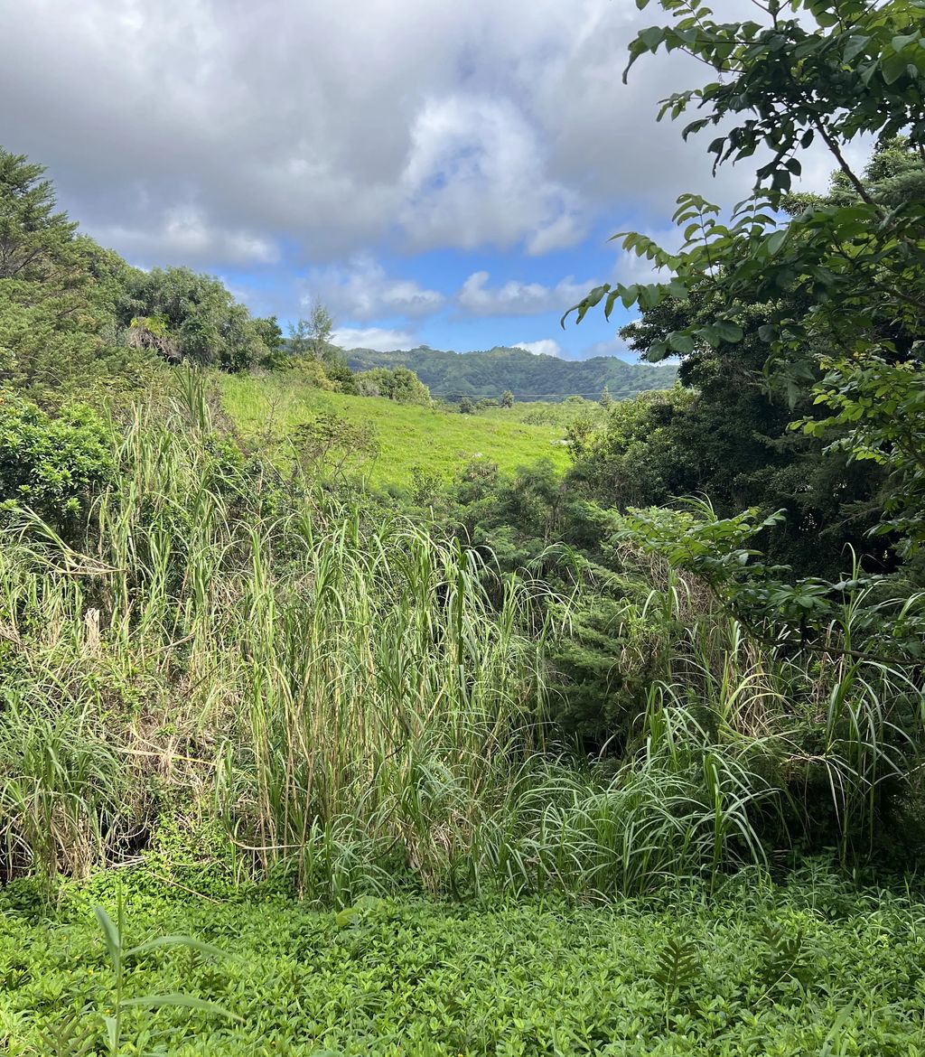 Puuwai Rd, Kalaheo