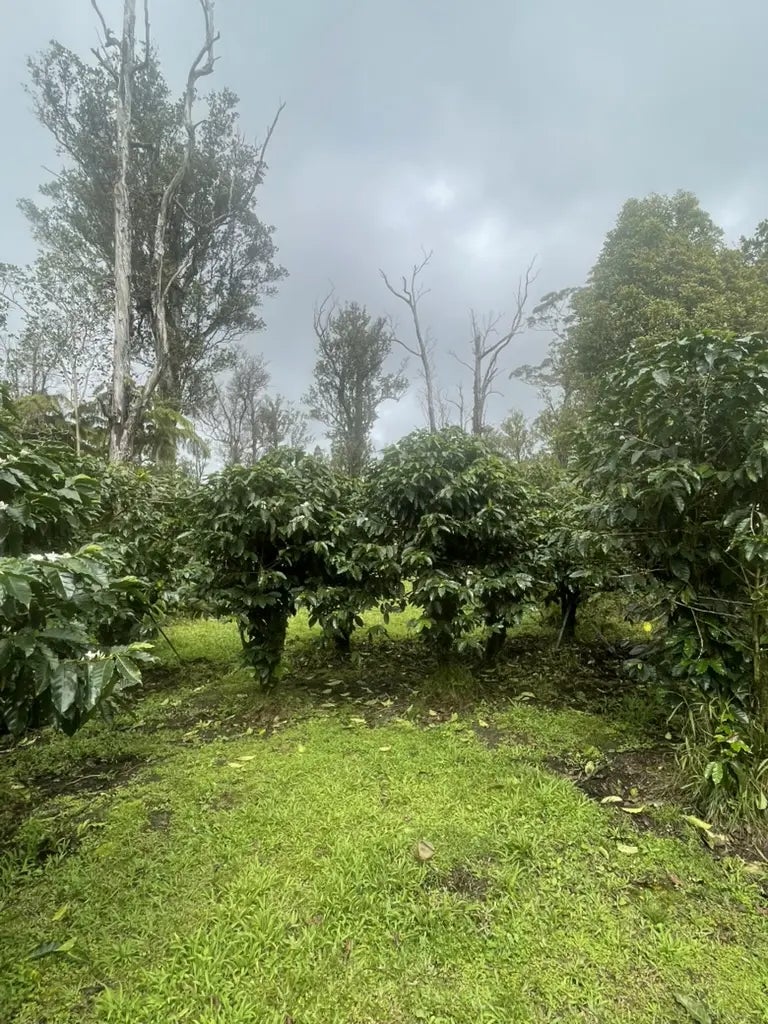 Kokokahi Rd, Volcano