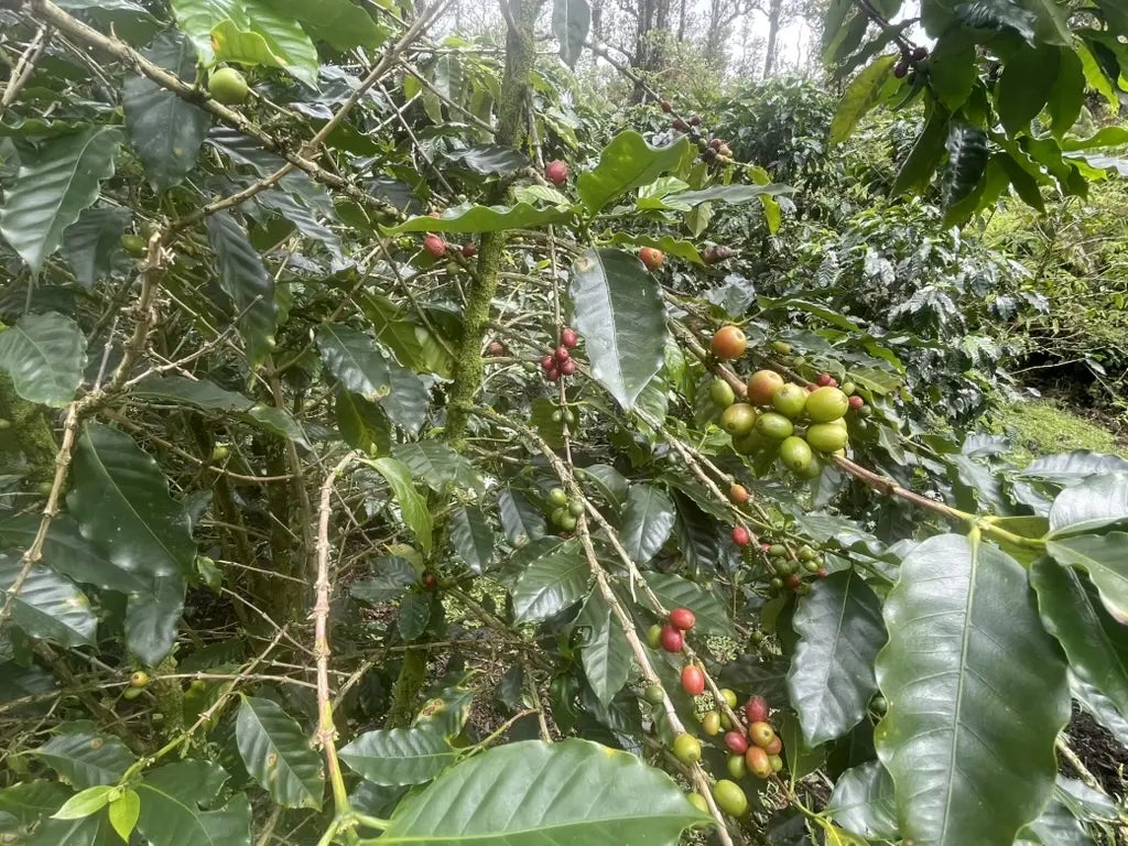 Kokokahi Rd, Volcano