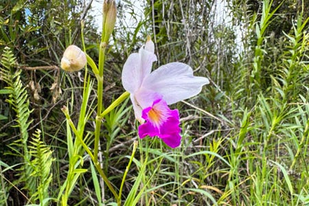 11-2683 Plumeria St, Mountain View