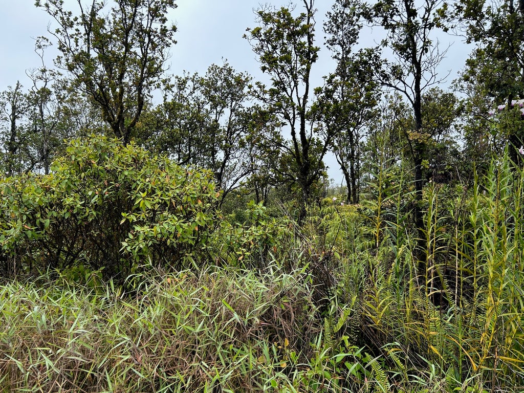 11-2013 Kaleponi Dr, Volcano