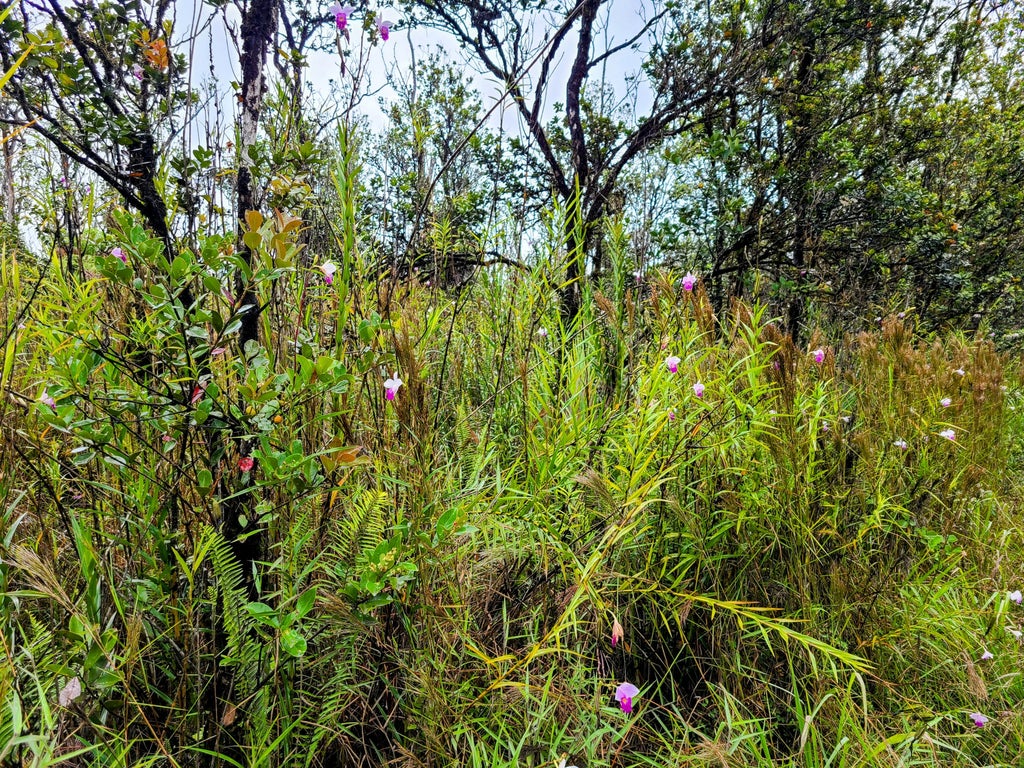 Ohialani Rd, Volcano