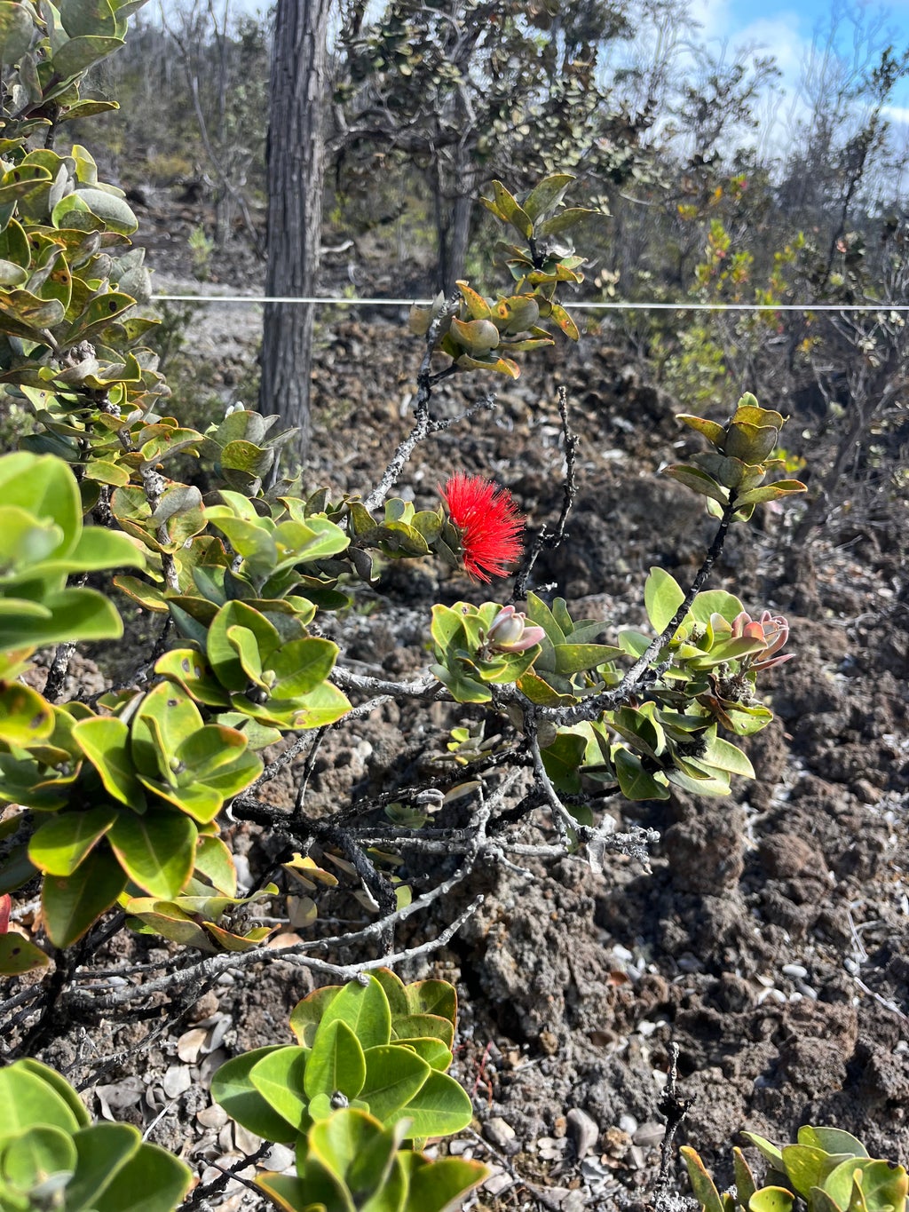 Island Blvd, Ocean View