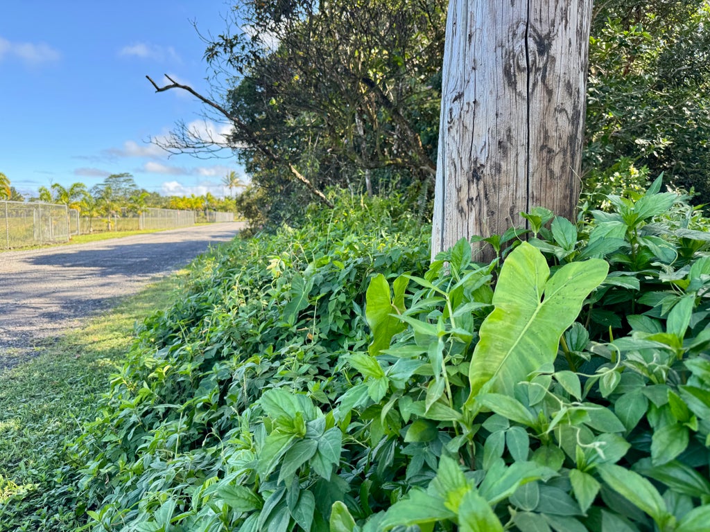 15-1730 11th Ave, Keaau