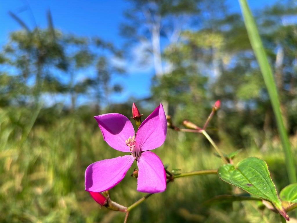 Kahoolawe Rd, Pahoa