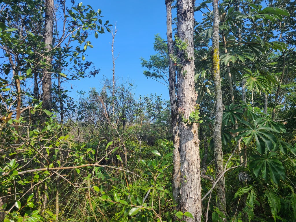King Kamehameha Blvd, Kurtistown