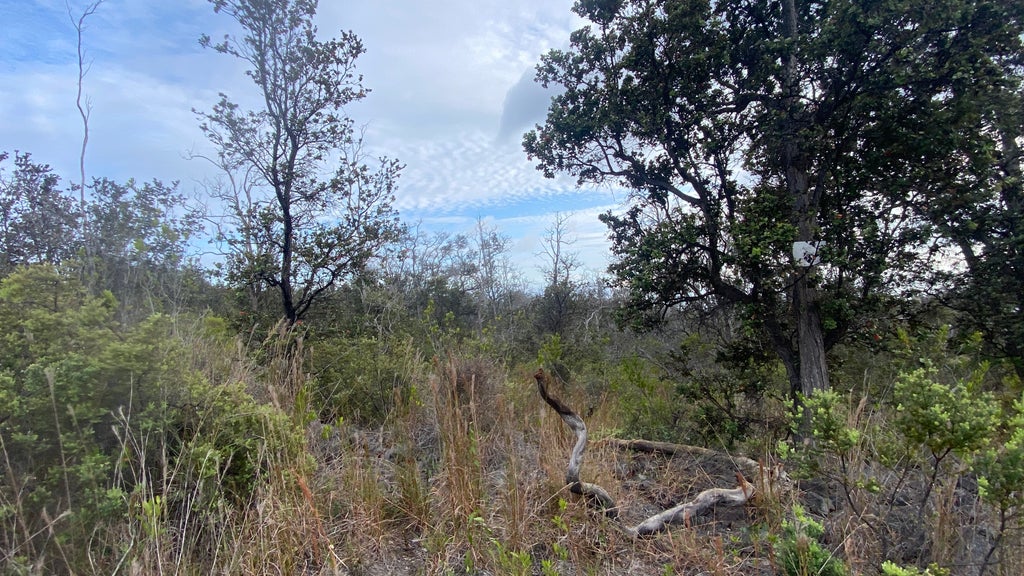 Aloha Blvd., Ocean View