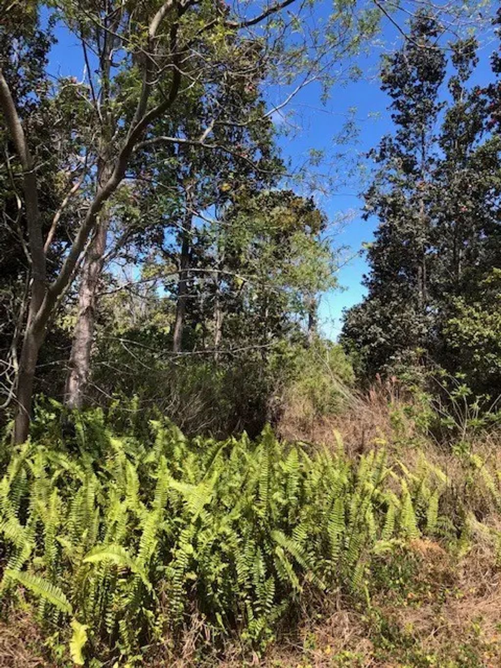 Bamboo Ln, Ocean View