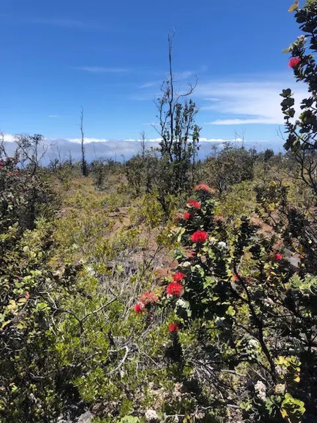 Pineapple Pkwy, Ocean View