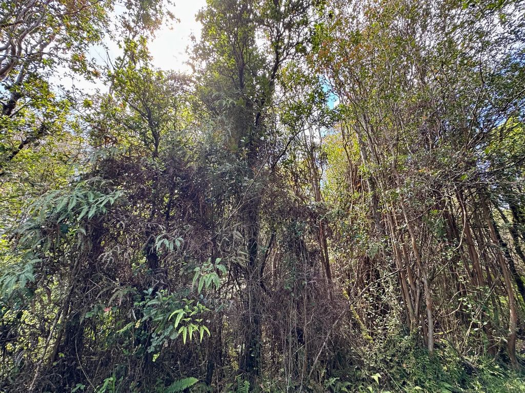 Road 11, Volcano