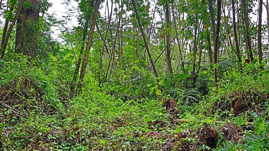 Ginger Rd, Pahoa