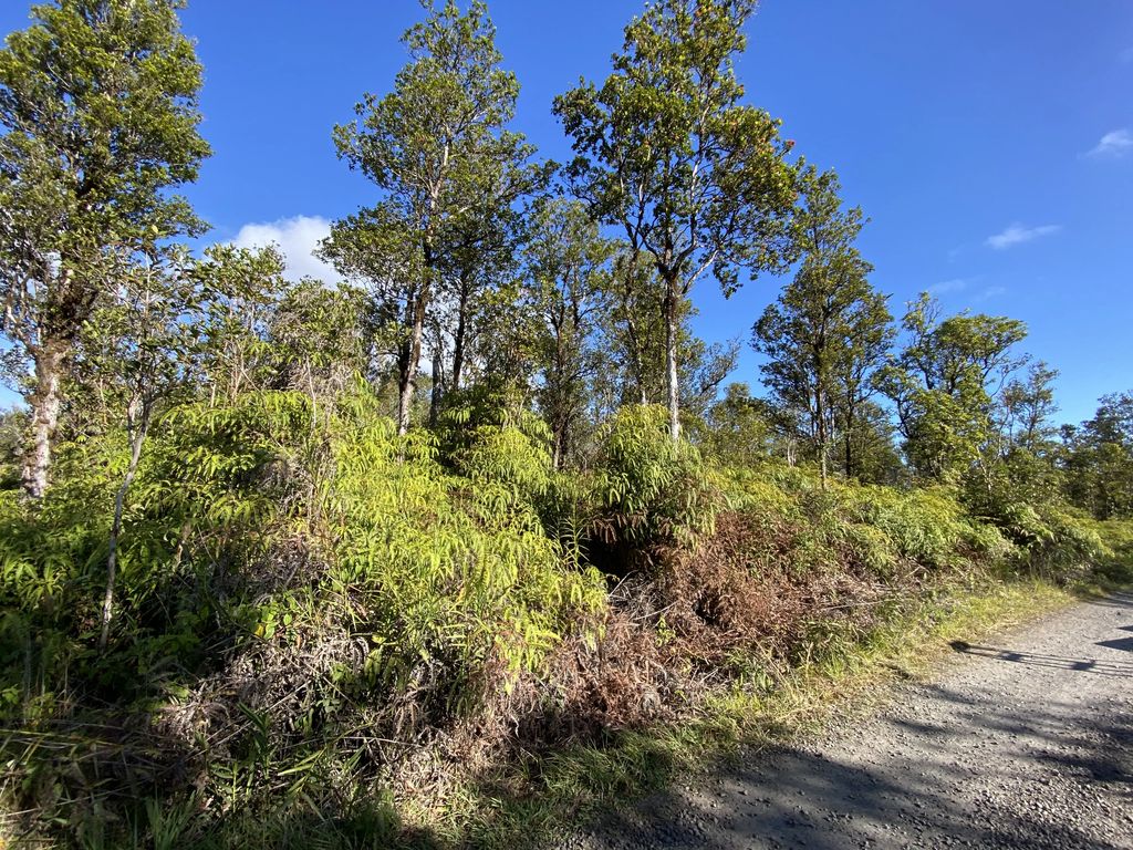 Jungle King Ave, Volcano