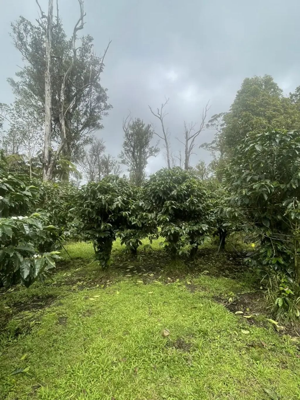 Kokokahi Rd, Volcano