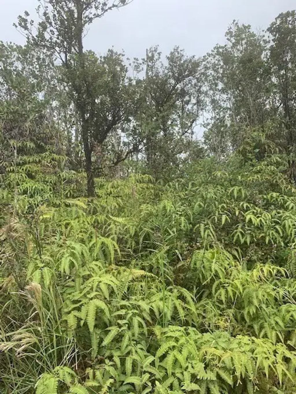 Kokokahi Rd, Volcano