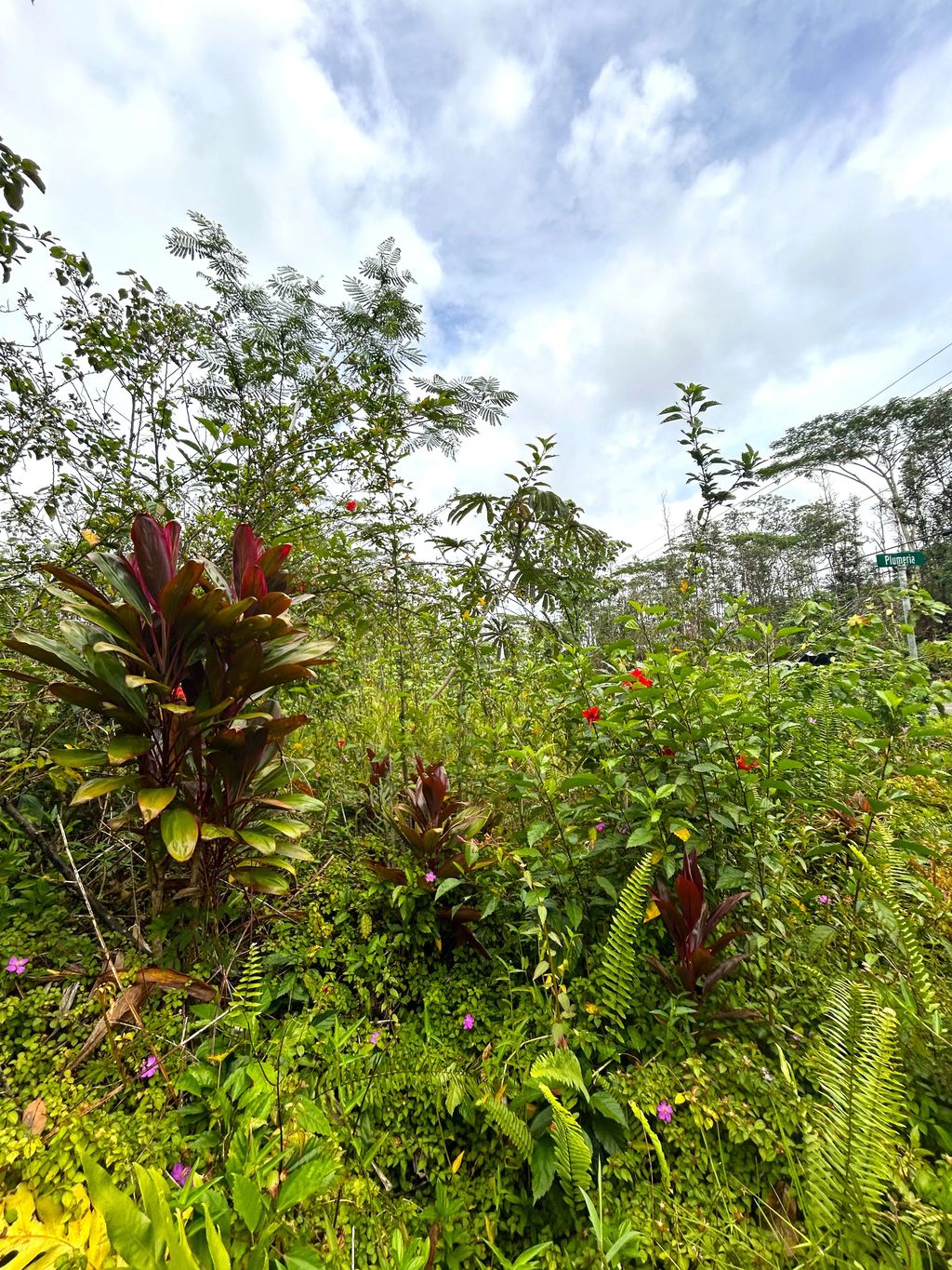 Plumeria Rd, Pahoa