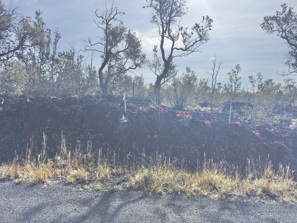 Tree Fern Ln, Ocean View