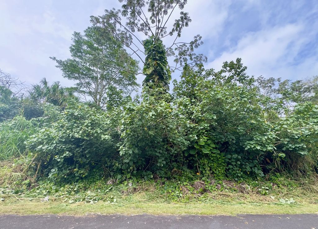 Nenue St, Pahoa
