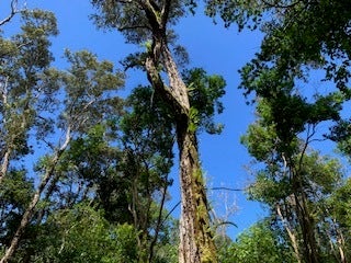 87-5001 Pahoehoe Rd, Captain Cook