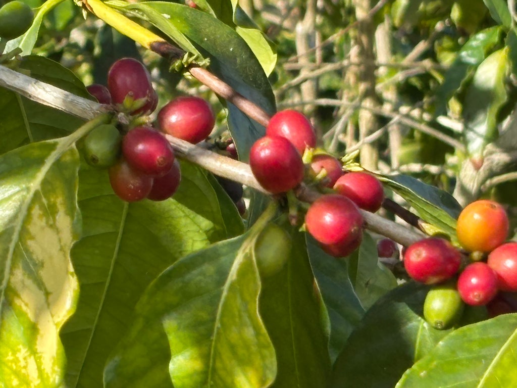 Bruner Rd, Captain Cook