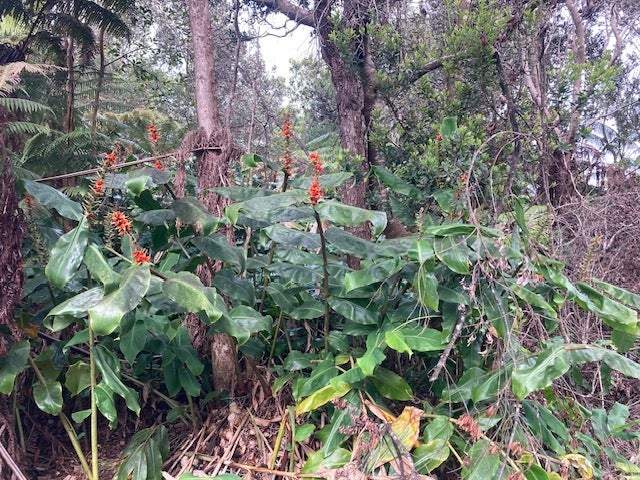 19-3950 Hoonanea St, Volcano