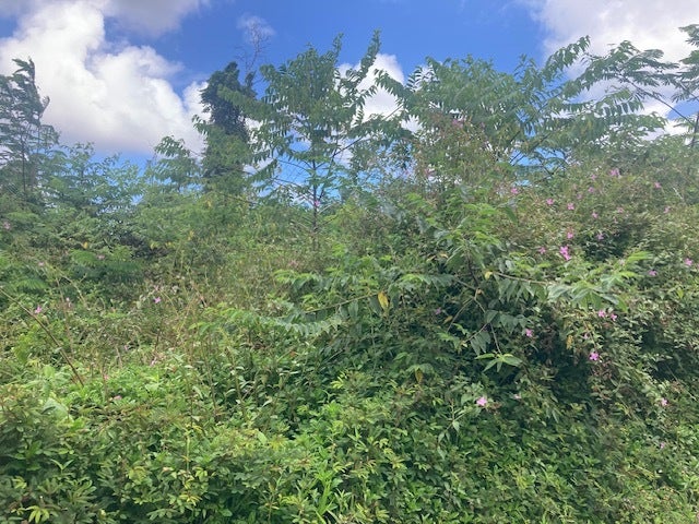 14-3479 Shell Rd, Pahoa