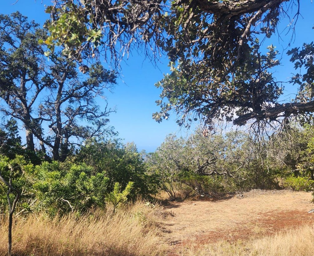 King Kamehameha Blvd, Ocean View