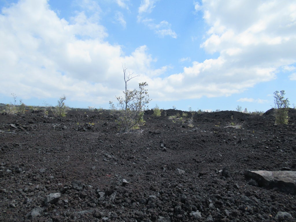 Lotus Blossom Ln, Ocean View