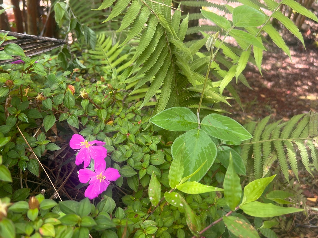 Ocean View Pkwy, Pahoa