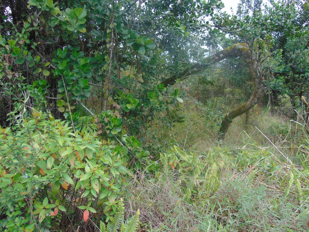 16-1947 37th Ave, Kurtistown