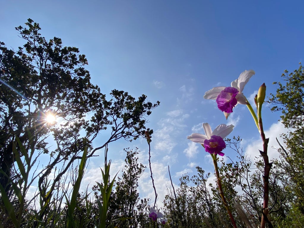 Kaleponi Dr, Volcano