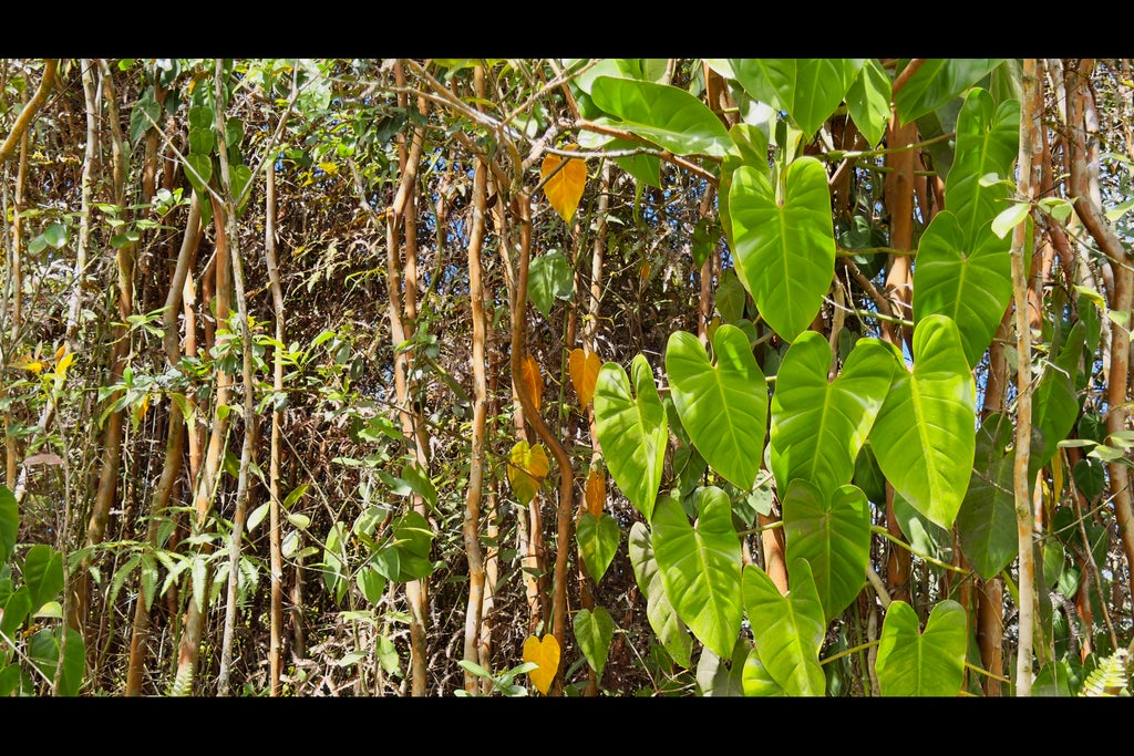 40th Ave, Kurtistown