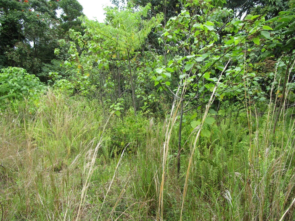 923 Kaumana Dr, Hilo