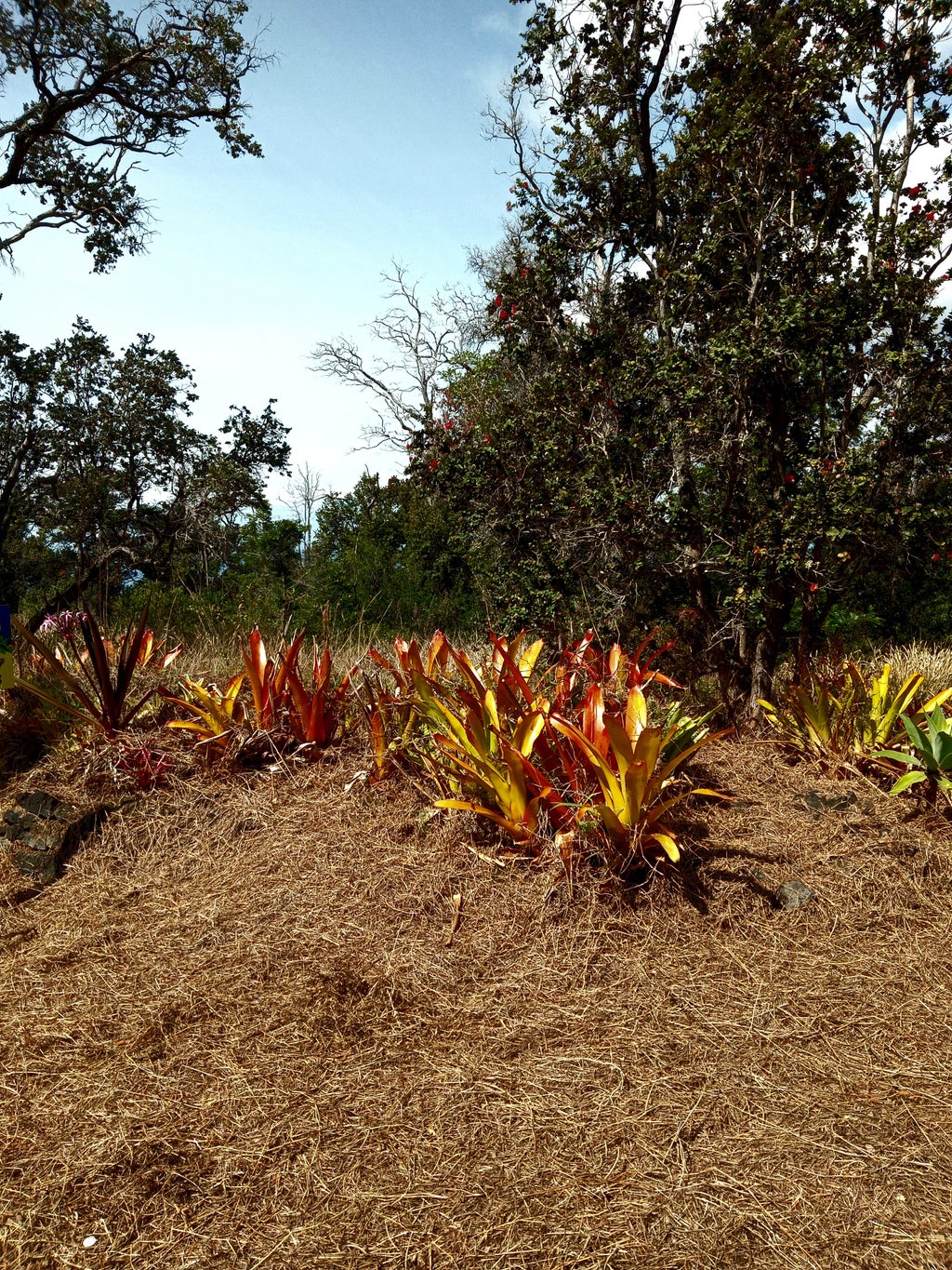 Coral Pkwy, Ocean View