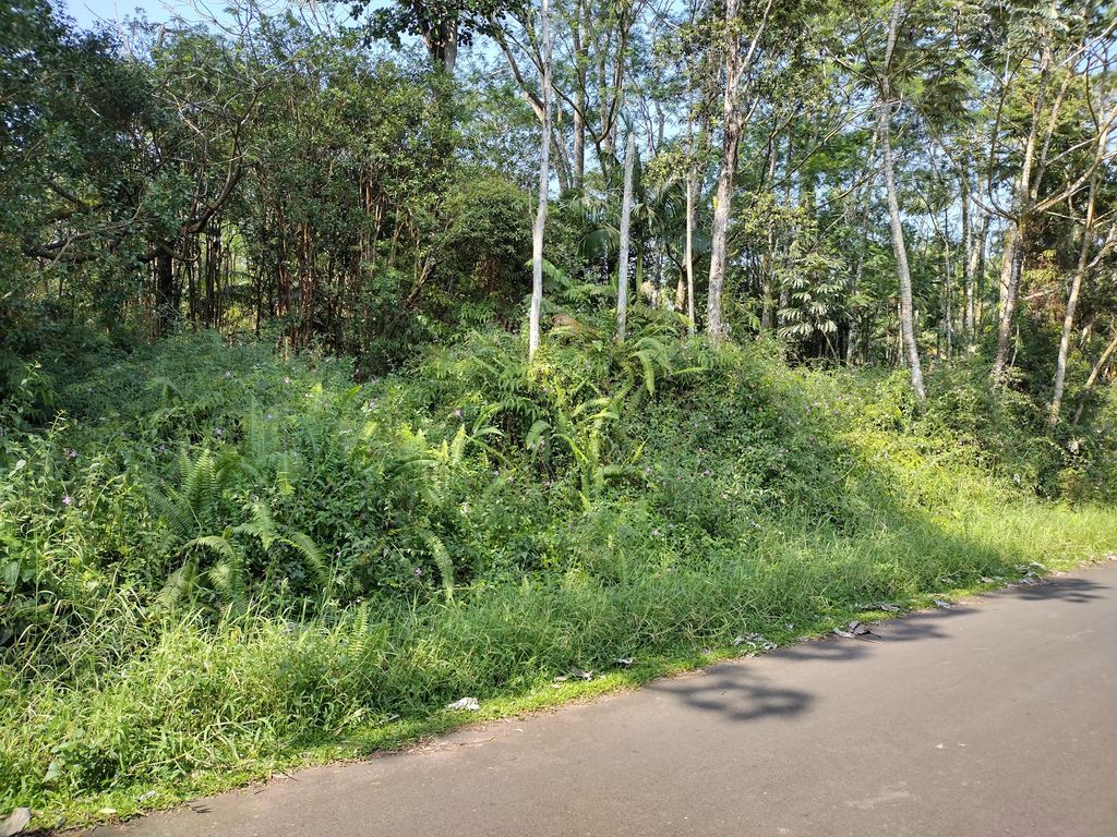 Maile St, Pahoa