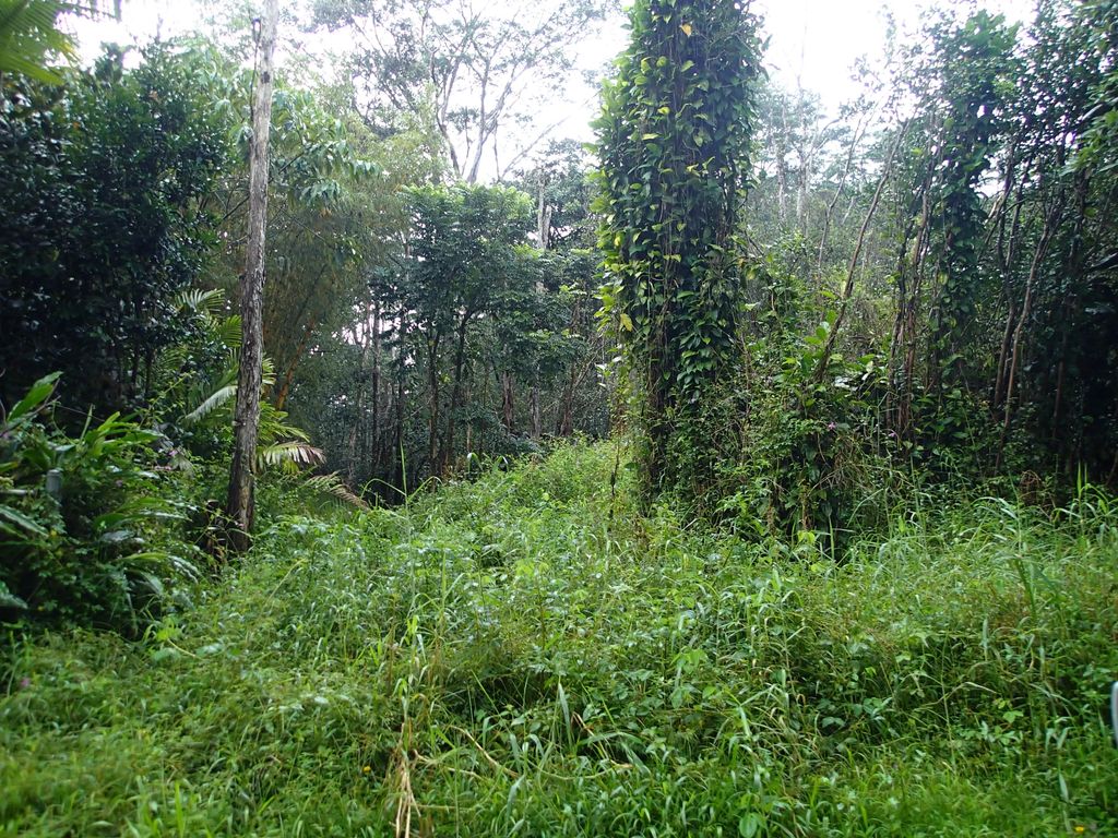 Alii Rd, Pahoa