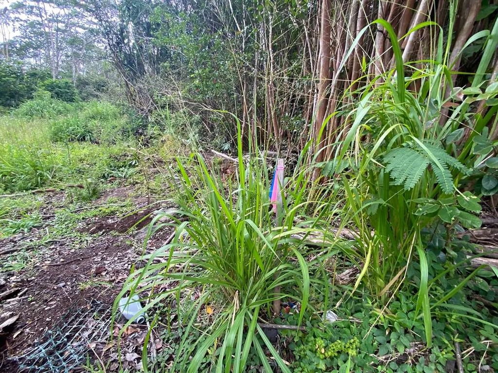Diamond Head Dr, Pahoa