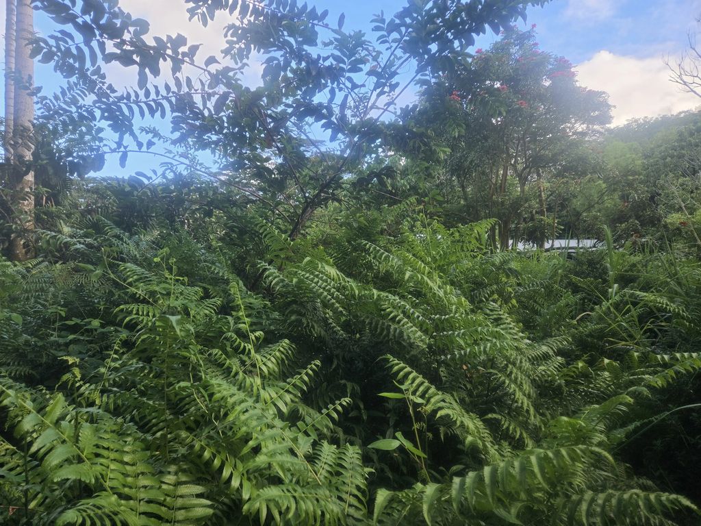 Kekauonohe St, Pahoa