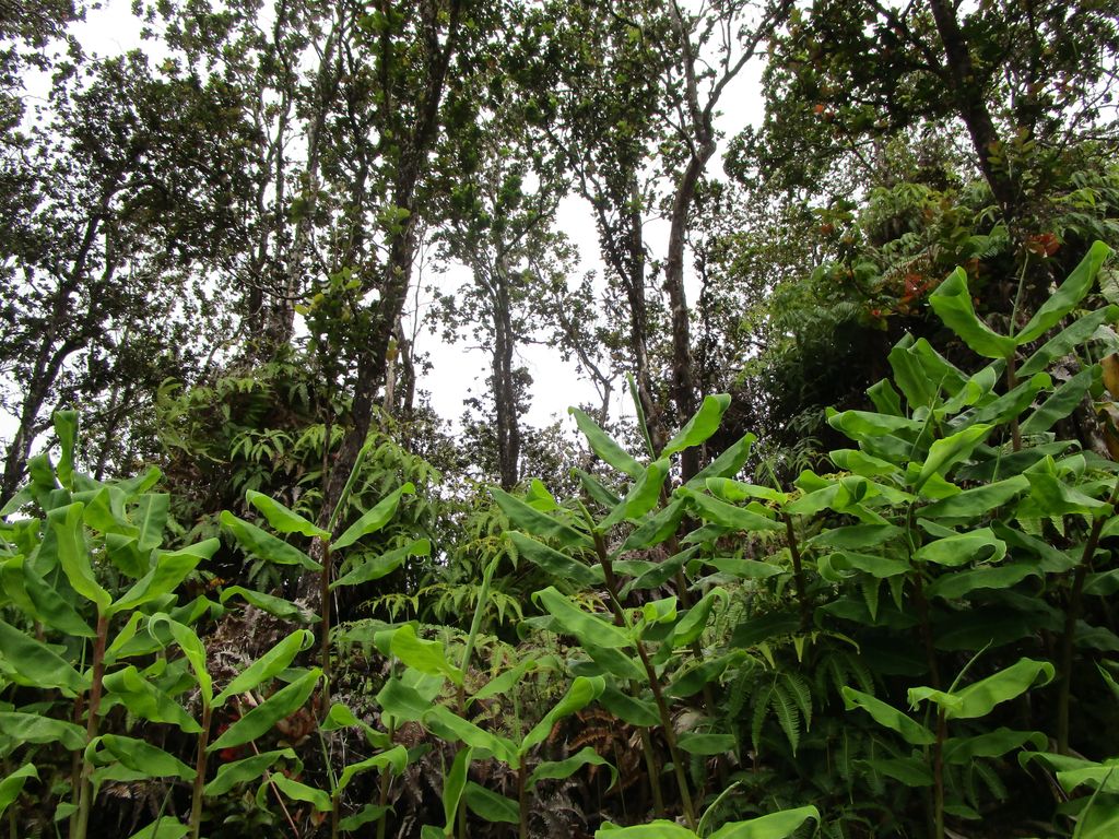 Alaula St, Volcano