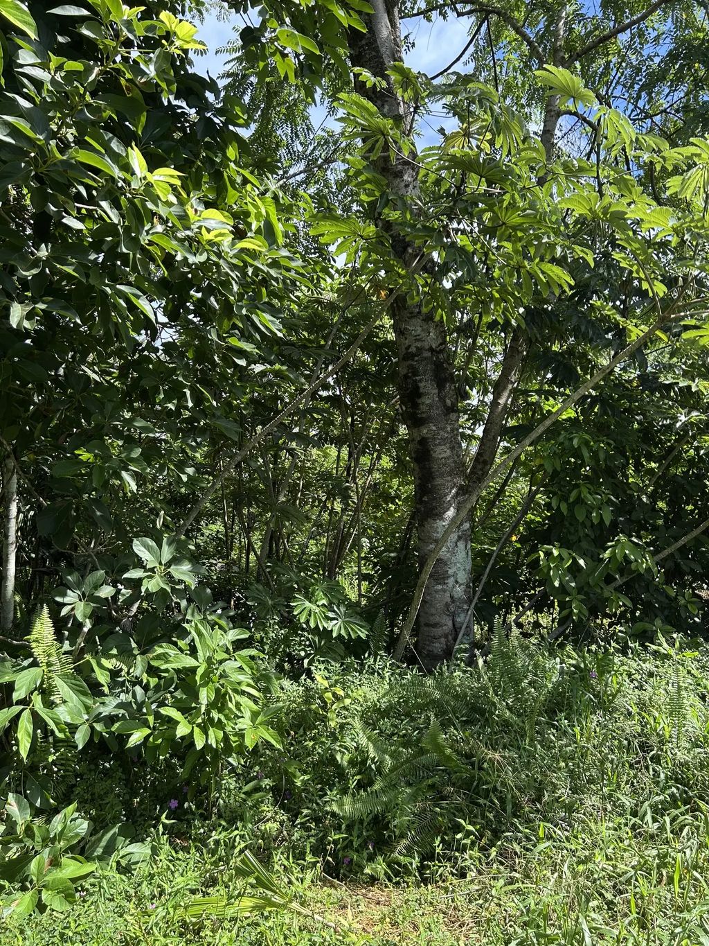 Puni Makai Loop, Pahoa