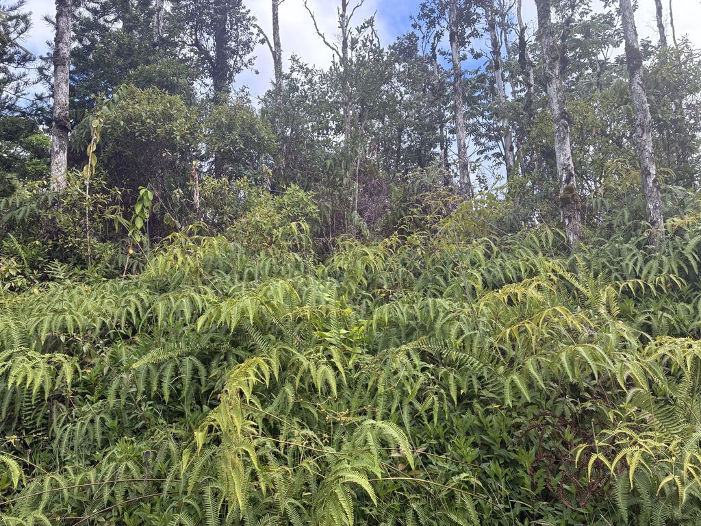 14-3516 Church Rd, Pahoa
