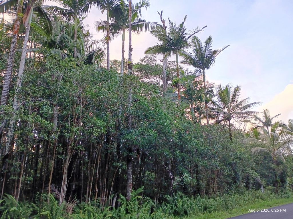 Maile St, Pahoa