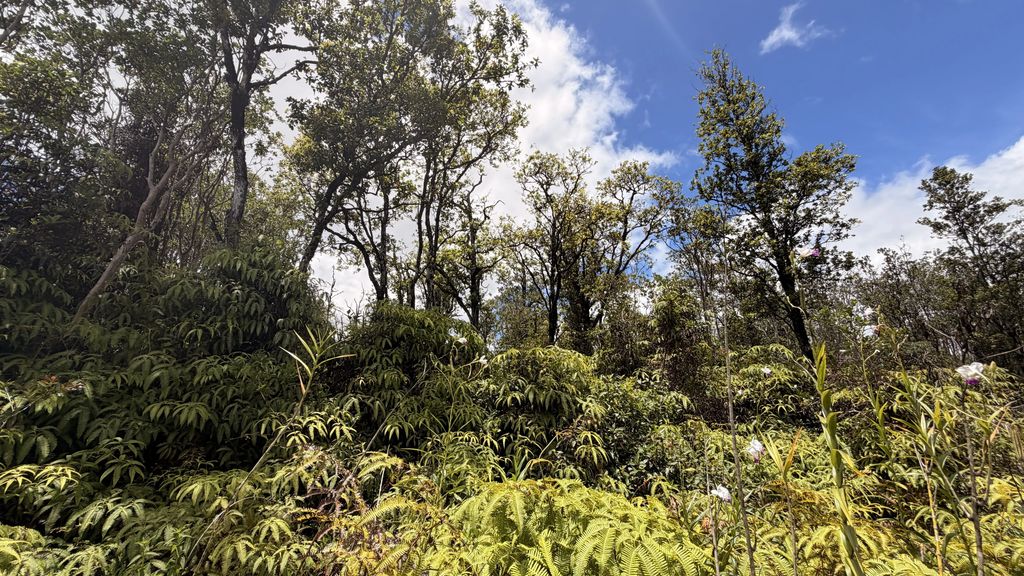 Kokokahi Rd, Volcano