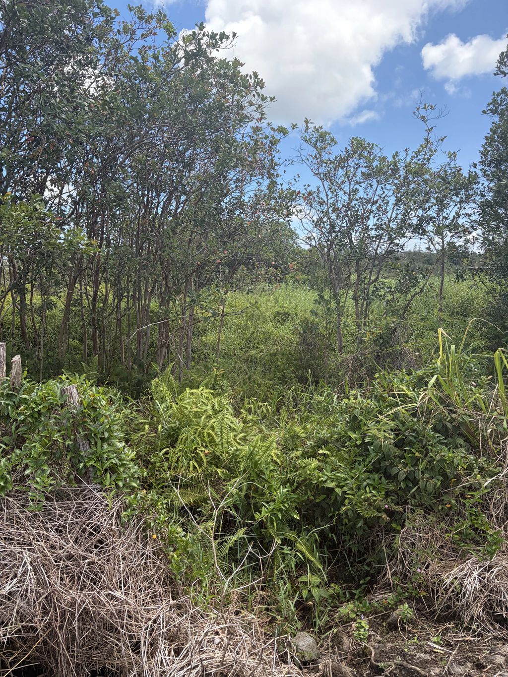 Road 9 (koloa Maoli), Kurtistown