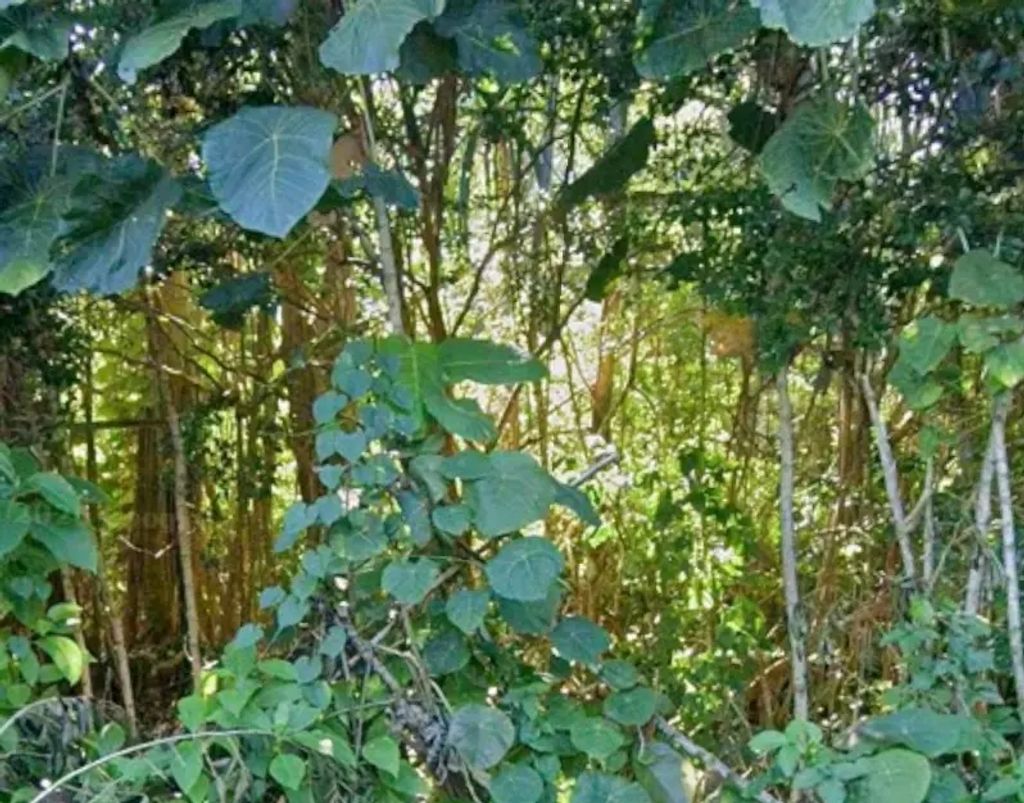 Opihi St, Pahoa