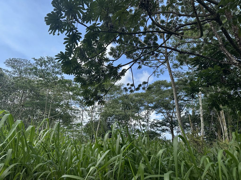 Tiki Rd, Keaau