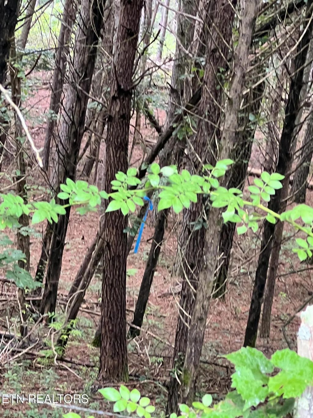 Lot 5 Willie Promore Rd, Decatur