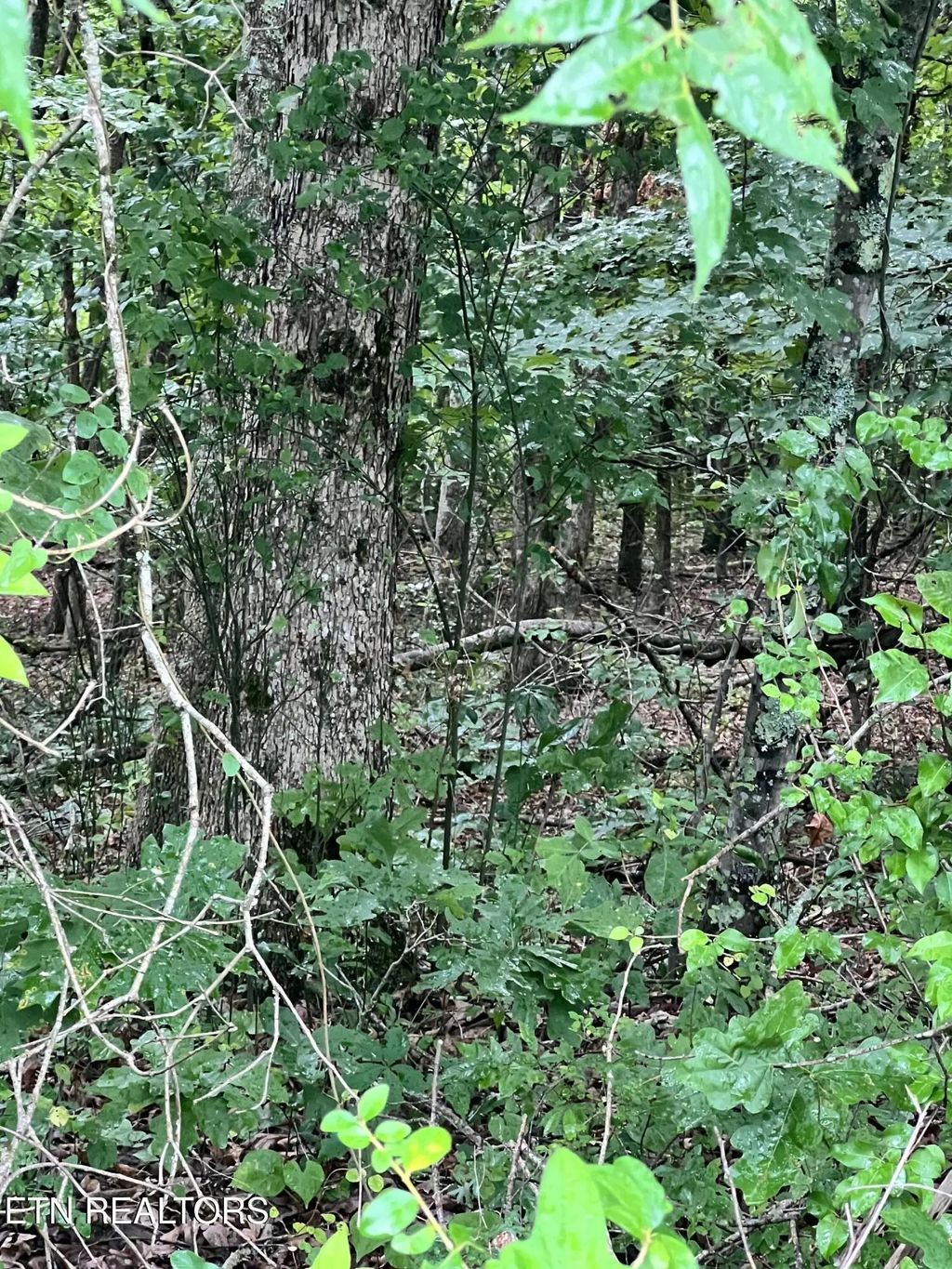 Lot 11 Willie Prigmore Rd, Decatur